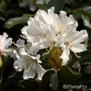 Rhododendron (Caucasicum-Gruppe)'Cunningham's White'