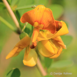 Colutea arborescens