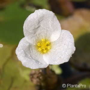 Hydrocharis morsus-ranae