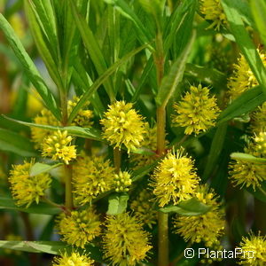 Lysimachia thyrsiflora