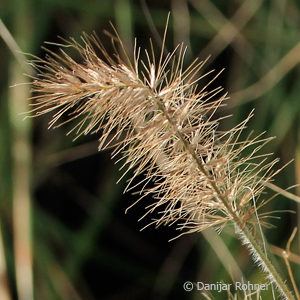 Pennisetum alopecuroides'Little Bunny'