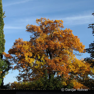 Quercus rubra