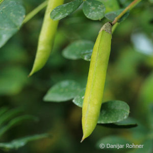 Caragana arborescens