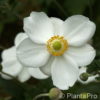 Anemone hybrida (x)'Honorine Jobert'