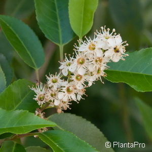 Prunus lusitanica'Angustifolia'