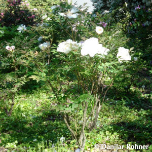 Paeonia suffruticosaweiss