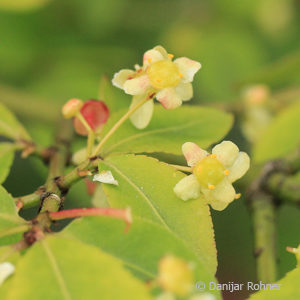 Euonymus alatus'Compactus'