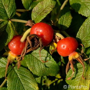 Wildrose Rosa rugosa