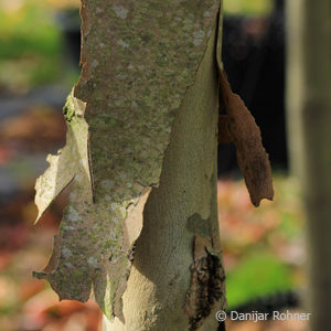 Platanus acerifolia