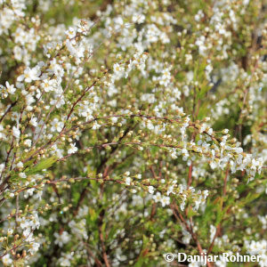 Spiraea thunbergii