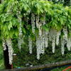 Wisteria floribunda'Alba'