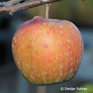 Malus (Apfel)'Jonagold'