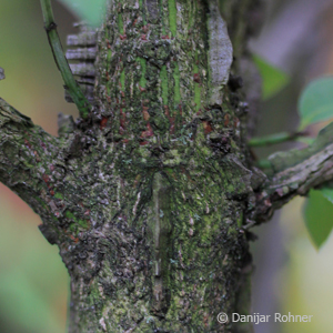 Euonymus alatus 3 Euonymus alatus