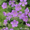 Geranium gracile'Sirak'