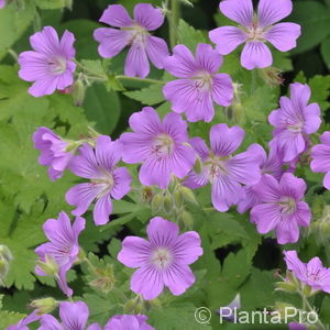 Geranium gracile'Sirak'