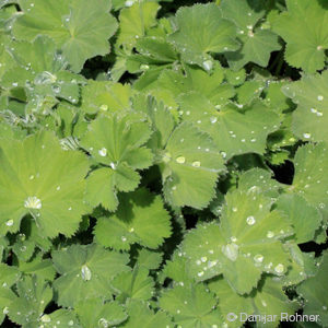 Alchemilla mollis