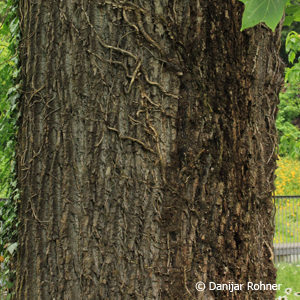 Liriodendron tulipifera