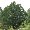 Quercus turneri (x)'Pseudoturneri'