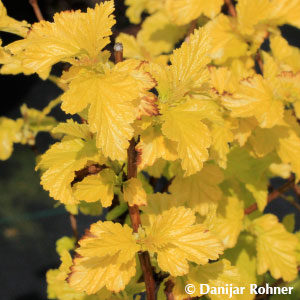 Physocarpus opulifolius'Dart's Gold'