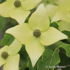 Cornus kousavar. chinensis