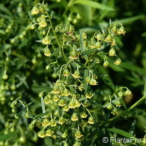 Artemisia dracunculus