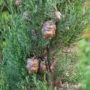 Cupressus sempervirens'Stricta'