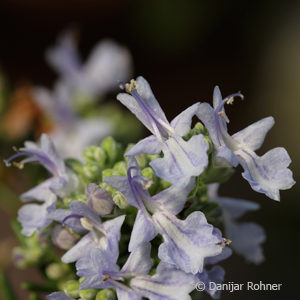 Rosmarinus officinalis