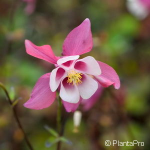 Aquilegia caeruleaMischung