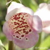 Digitalis purpurea'Excelsior Hybrids'