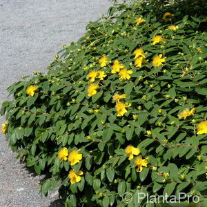 Hypericum calycinum