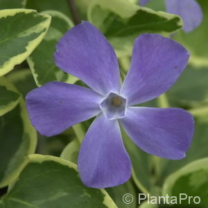 Vinca major'Variegata'