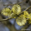 Salix aurita