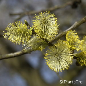 Salix aurita