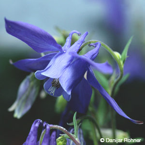 Aquilegia alpina