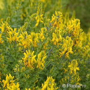 Genista tinctoria