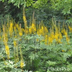 Ligularia przewalskii
