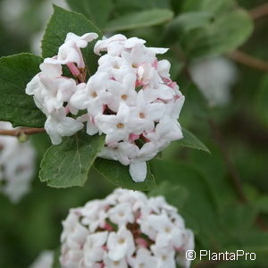 Viburnum carlesii