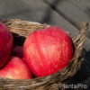 Malus (Apfel)'Gravensteiner'