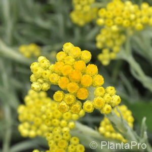 Helichrysum thianshanicum