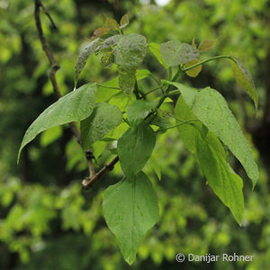 Catalpa bignonioides