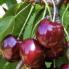 Prunus (Kirsche)'Hedelfinger Riesenkirsche'