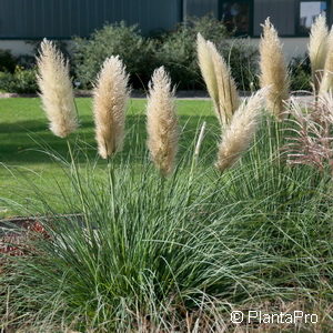 Cortaderia selloana'Rosea'