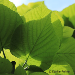 Tilia platyphyllos