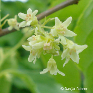 Celastrus orbiculatus'Hercules'