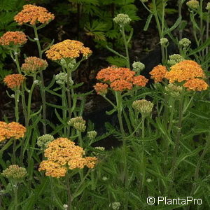 Achillea millefolium'Terra Cotta'