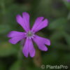 Silene schafta'Splendens'