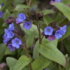 Pulmonaria angustifolia'Azurea'