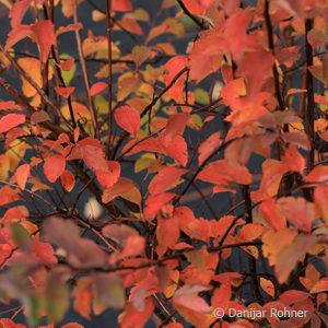 Spiraea vanhouttei (x)