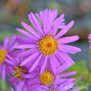 Aster amellus'Rotfeuer'