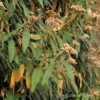 Viburnum rhytidophyllum